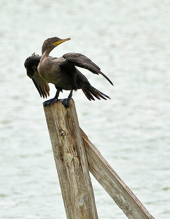 Dry Time - Cormorant