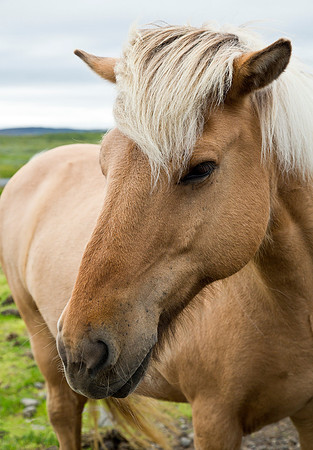 Viking Pony