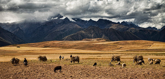 The Harvest - Andes Mountains