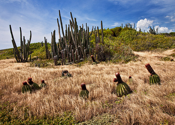 Melon Cactii - Coastal Desert, Puerto Rico