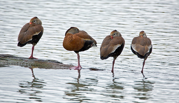 Black Bellied Whistling Duck