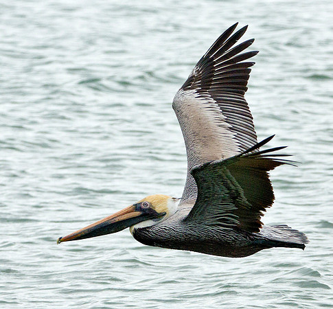 Flight - Brown Pelican