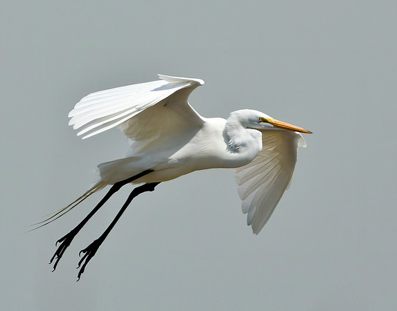 Approach - Great Egret