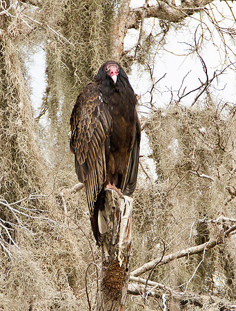 Turkey Vulture