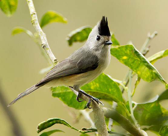 Black Crested Titmouse