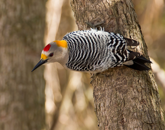 Golden Fronted Woodpecker