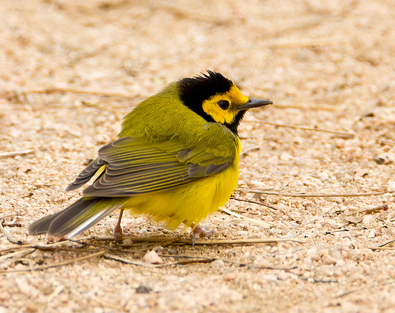 Hooded Warbler