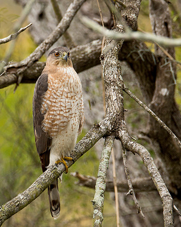 Coopers Hawk