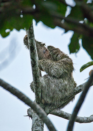 Three Toed Sloth - La Fortuna
