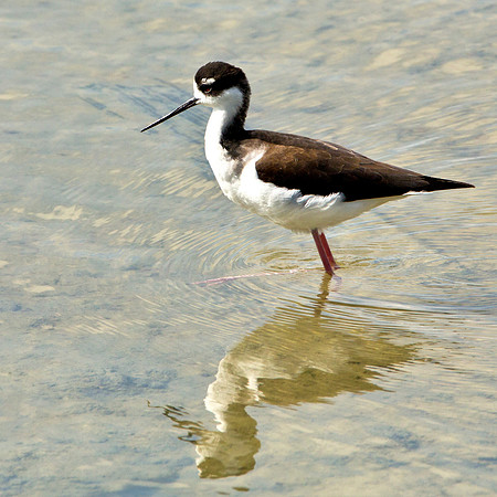 Black Neck Stilt