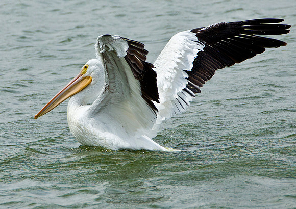 American White Pelican