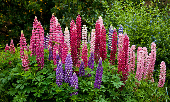 Lupines - Yorkshire
