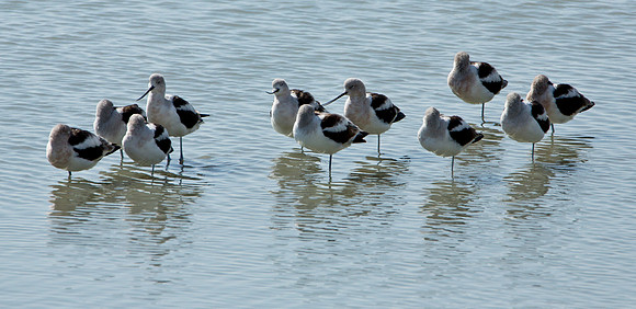 American Avocet