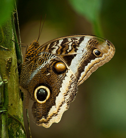 Blue Morphos Butterfly