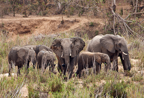 Elephants at Waterhole