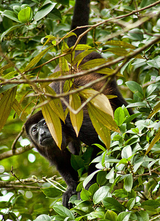 Shy Visitor - Tortuguero N.P.