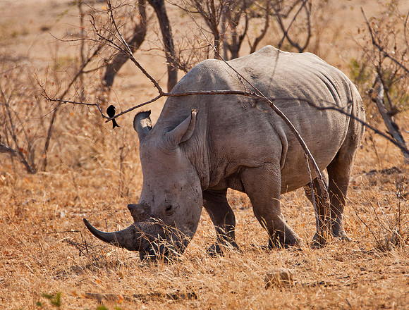 Rhinocerous and Friend
