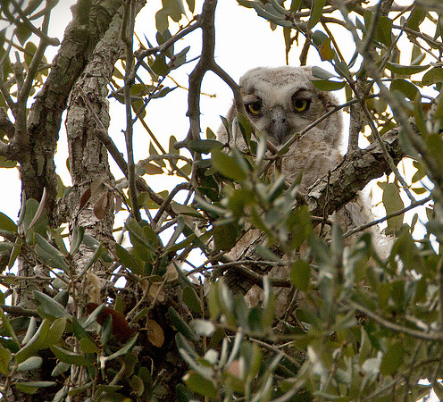 Juvenile Great Horned Owl