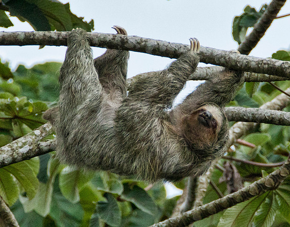 Three Toed Sloth II