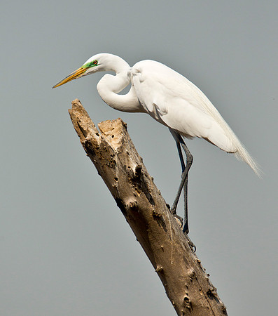 High Perch - Great Egret