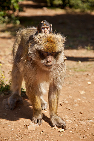 Wild Macaques - High Atlas Mountains