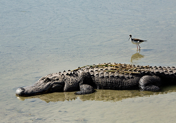 Cautious Approach - Black Neck Stilt & Alligator
