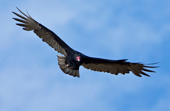 Turkey Vulture