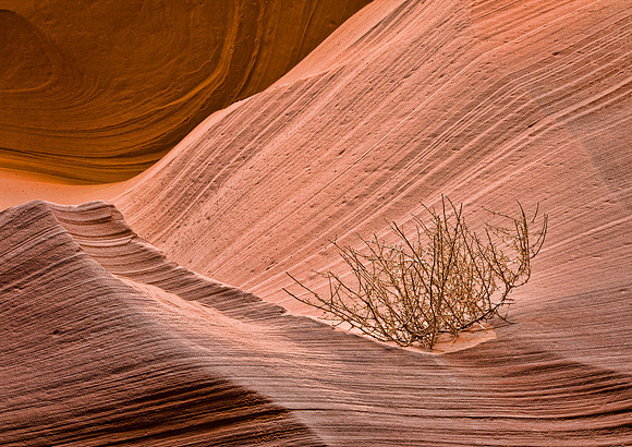 Tumbleweed - Lower Antelope Canyon