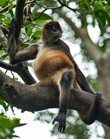 Mother To Be - Spider Monkey, Costa Rica