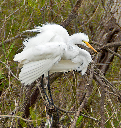 Ruffled - Great Egret