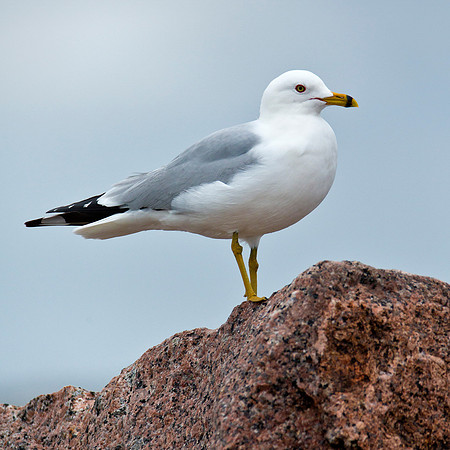 Ring Billed Gull