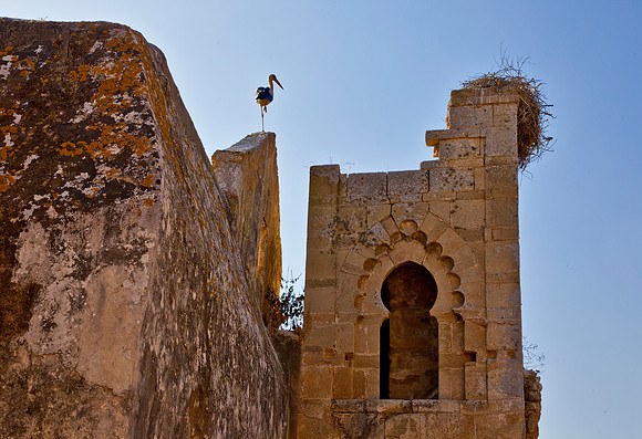 Moorish Ruins & Stork - Rabat