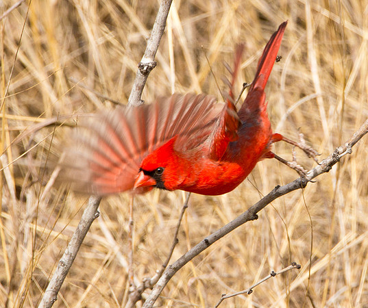 Liftoff - Cardinal
