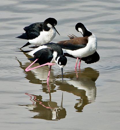 Preening - Black Neck Stilt
