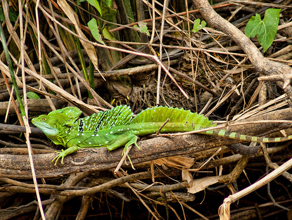 'Jesus Christ' Lizard - Tortuguero