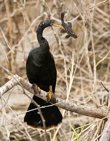 Anhinga & Prey