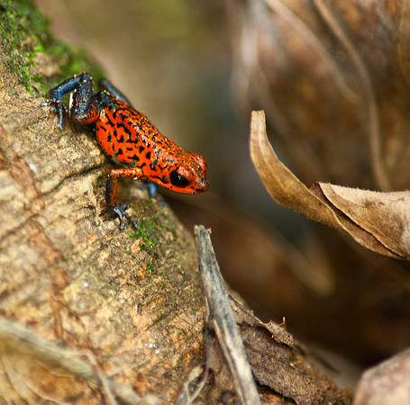 Strawberry Poison Dart Frog (Dendrobates pumilio)
